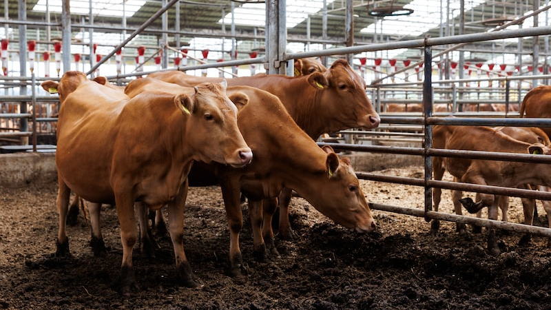 肉类价格连续第八个月上涨，加剧了全球食品通胀
