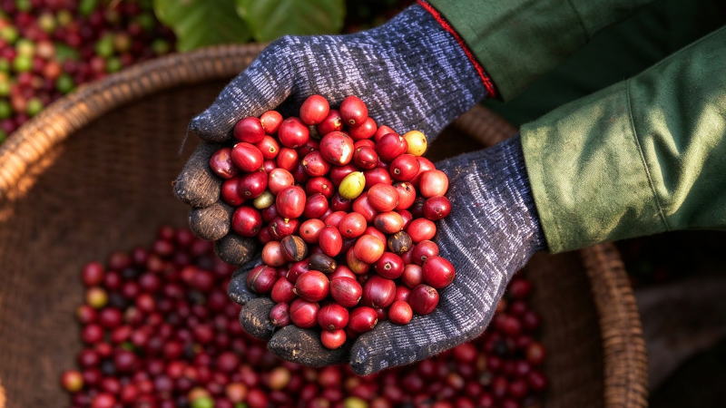 https://www.bloomberglinea.com/mercados/el-nino-amenaza-los-precios-de-los-alimentos-del-cafe-al-cacao-cuanto-pueden-subir/